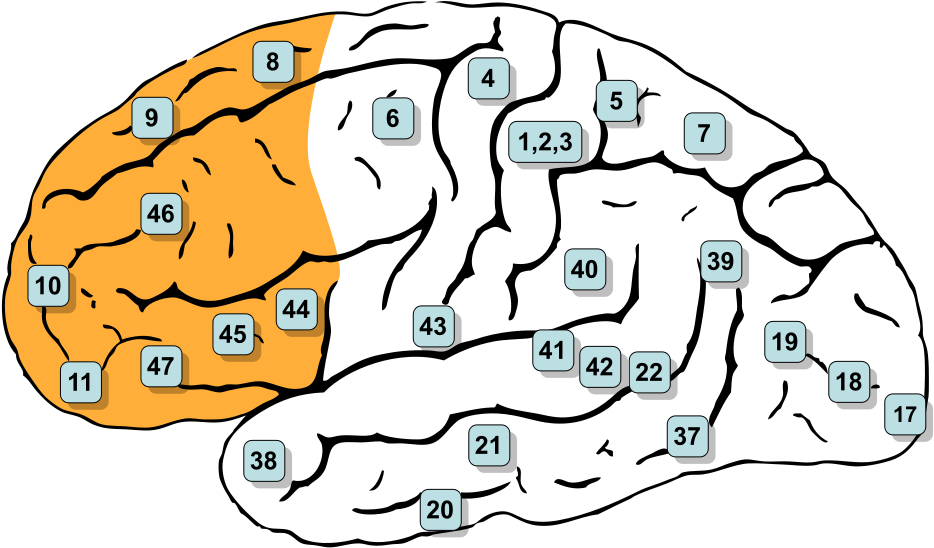 Illustration Of The Prefrontal Cortex From Gray's Anatomy - Brodmann Area Frontal Lobe (992x573), Png Download