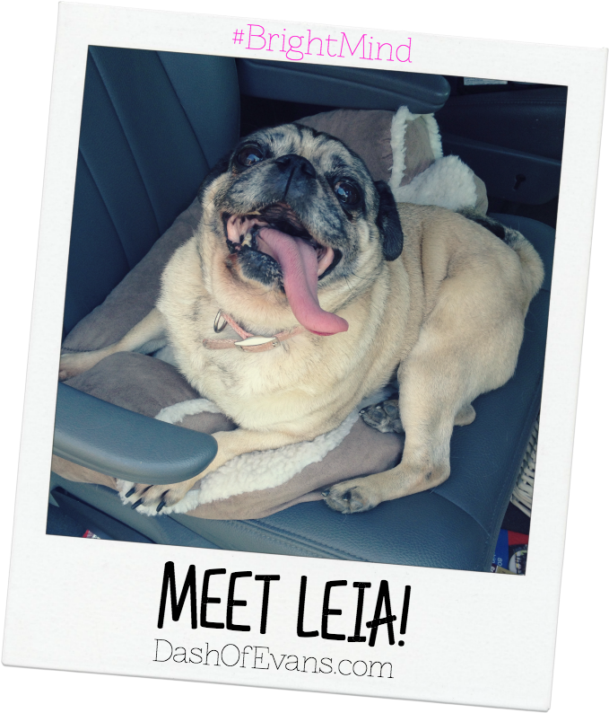 #brightmind, Pug, Adopting Dogs, Shelter Dogs, Tips - Pug (684x800), Png Download