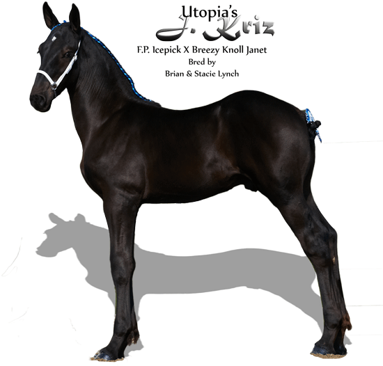 Https - Foal (600x610), Png Download