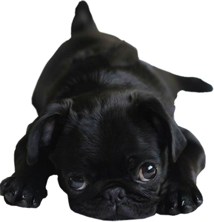 Transparent Pug Puppy -> Visit My Blog For More Transparent - Baby Black Pug (425x441), Png Download