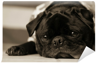 Black And White Portrait Of Marble-eyed Black Pug Wall - Black And White Portrait Of Marble-eye Pillow Case (400x400), Png Download