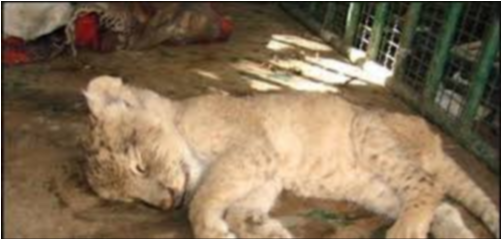 'lion Cub Dead In Infighting In Amreli' - Lion In Village (500x300), Png Download