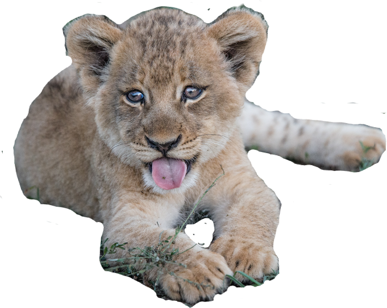 Baby Cougar (1289x1024), Png Download