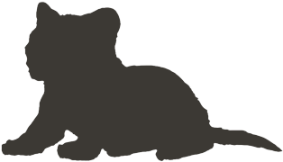 Cat (640x500), Png Download