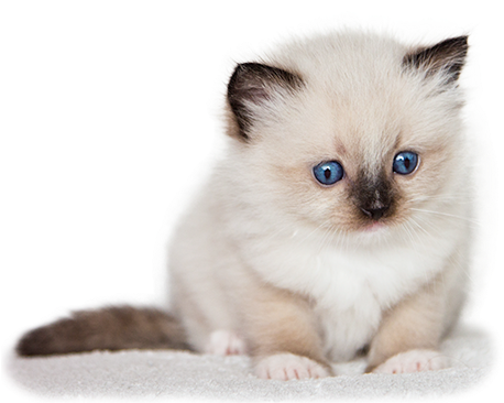 Aquamarinedolls Ragdoll Kennel A Ragdoll Macska - Kiscicák Képek (500x365), Png Download
