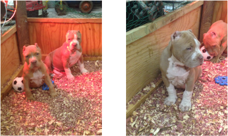 Diesel Is An American Pit Bull - American Pit Bull Terrier (454x271), Png Download