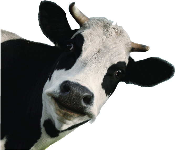 Funny-cow - Dairy Cow White Background (709x792), Png Download
