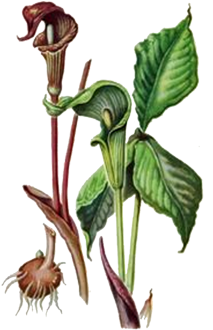 Jack In The Pulpit (432x360), Png Download