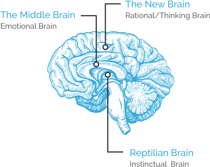 Hellonextstep Brain Diagram - Stimulated Brain: Cognitive Enhancement Using Non-invasive (720x600), Png Download