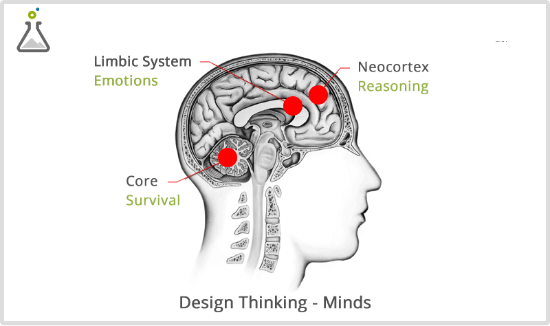 Concepts Of Being Right Brain Creative Or Left Brain - Triune Brain Theory Transparent Png (800x474), Png Download
