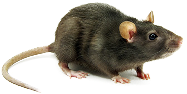 Roof Rat - Mice Png Transparent (500x300), Png Download