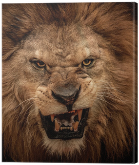 Png - Male Lions Face Roaring (400x400), Png Download