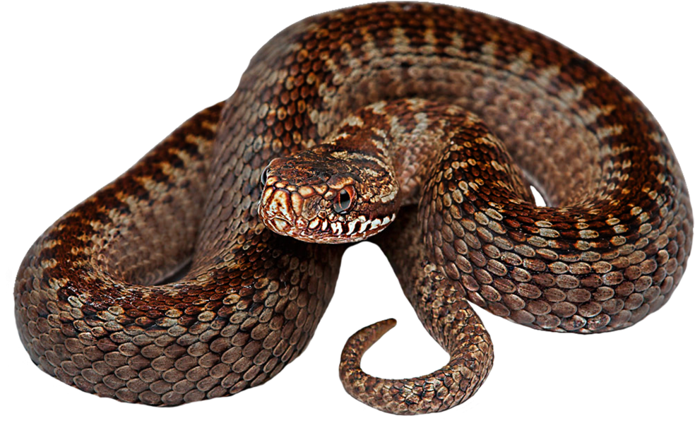 Snake Png Transparent Hd Photo - Serpent Png (1024x746), Png Download