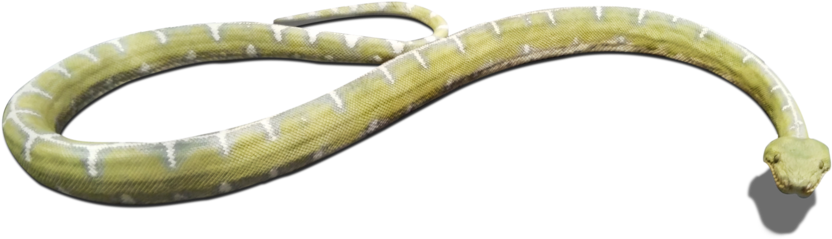 Download And Use Snake Png Clipart - Portable Network Graphics (1024x768), Png Download