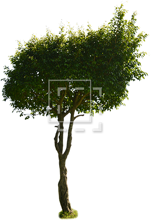 Parent Category - Tree (450x450), Png Download