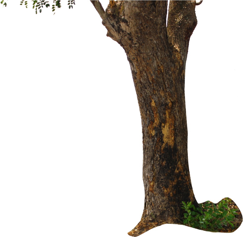 Go To Image - Tree Png For Picsart (1024x968), Png Download