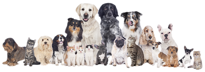 Published December 26, 2017 At 800 × 284 In Leaky Gut - Dogs And Cats And Birds (800x284), Png Download
