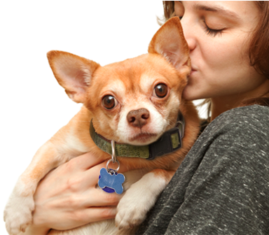 Dogs - Cats - Dog - Dog (395x335), Png Download