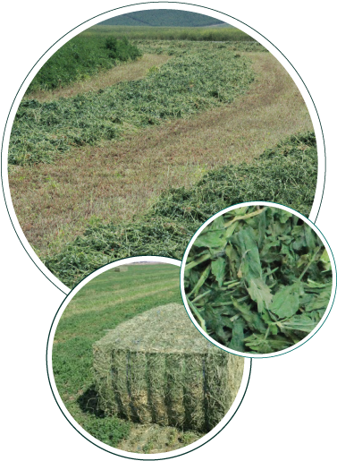 Hay Grown The Right Way - Cash Crop (388x528), Png Download