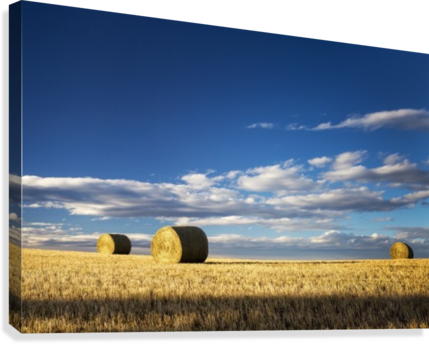 Hay Bales In A Clear Cut Field Highlighted By The Sun - Bluesky (429x344), Png Download