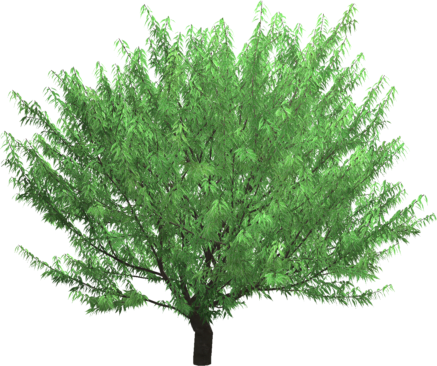 View Photo - Japanese Zelkova (2048x2048), Png Download