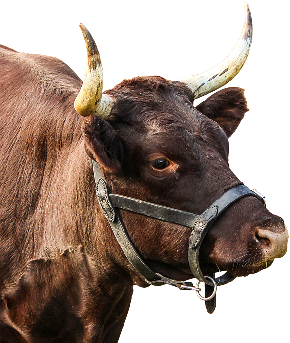 Beef, Cattle, Horns, Cow, Livestock, Nature, Milk Cow - Bydlo Z Gigantycznymi Rogami (627x720), Png Download