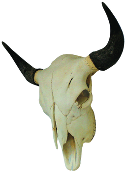 Image - Buffalo (386x404), Png Download