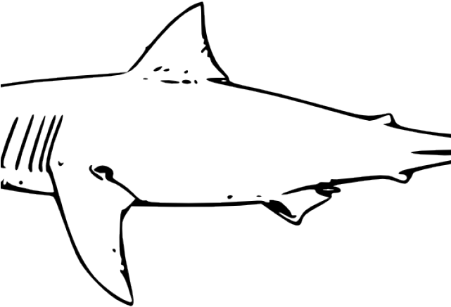 Hammerhead Shark Clipart Transparent Background - Great White Shark Clip Art (640x480), Png Download