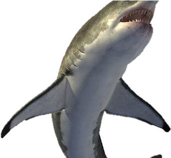 Shark (600x315), Png Download