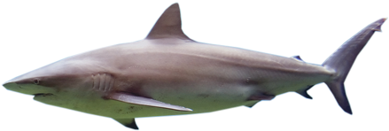 Shark - Bull Shark (445x355), Png Download