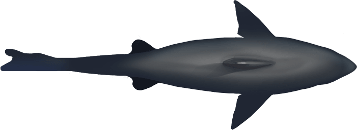 Shark - Squaliformes (701x256), Png Download