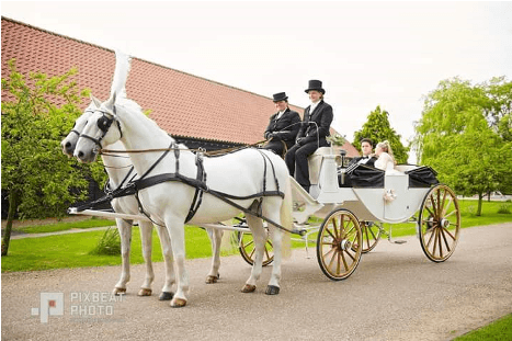 White Horse Carriage - Horse (466x423), Png Download