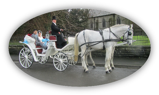 Kilvey Carriage House - White Horses And Carriage Png (562x341), Png Download