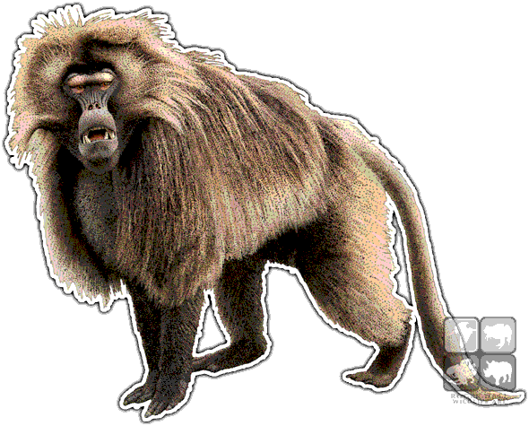 Baboon Png Photo - Dungeons And Dragons Baboon (590x475), Png Download