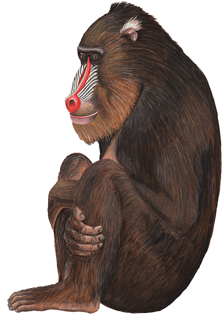Baboon Png (447x650), Png Download