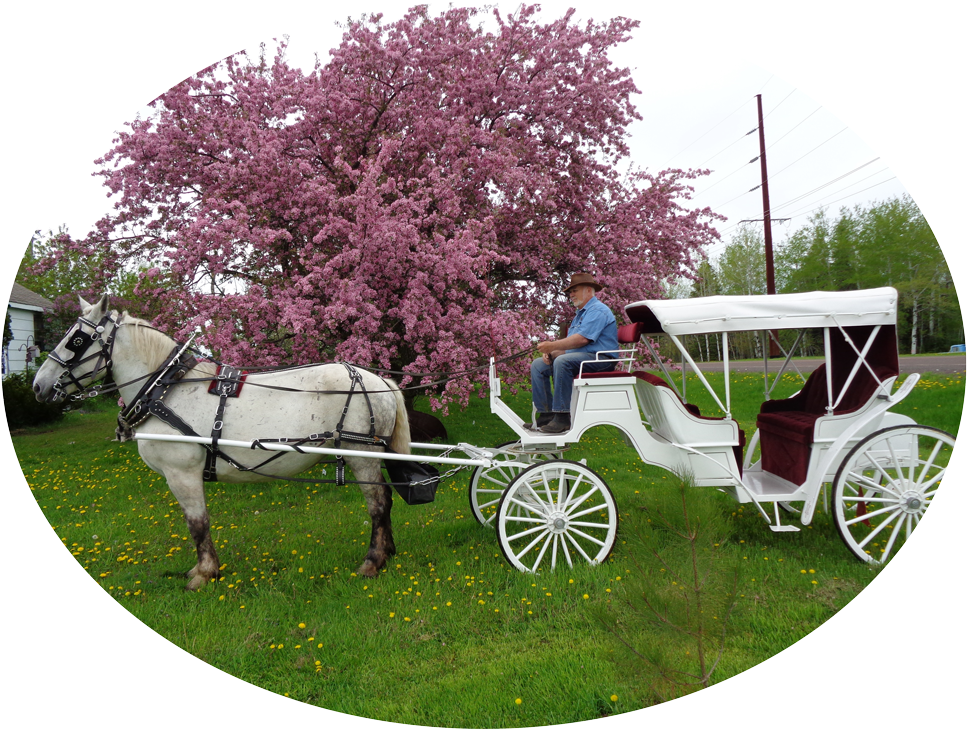 We Are Cathy, Owner, And Partner Roger, Operator, Of - Horse And Buggy (1000x750), Png Download