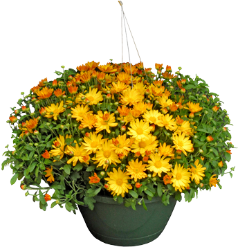 Mum Basket - African Daisy (375x375), Png Download