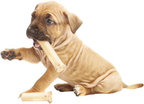 Pit Bull Puppy Happy Meal Nail Art Decals - Pit Bull Puppy Png (480x351), Png Download