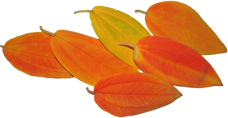 Leaves, Autumn, Fall, Tree, Season - Season (960x504), Png Download