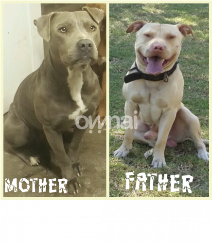 American Pitbull / Pit Bull Puppy - American Pit Bull Terrier (740x500), Png Download