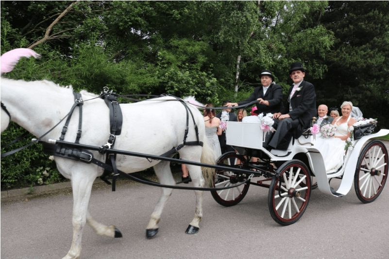 Horse And Buggy (800x800), Png Download