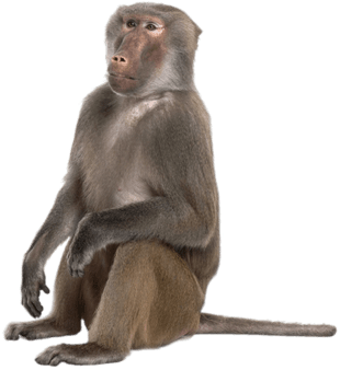 Sitting Baboon - Baboon Png (400x400), Png Download