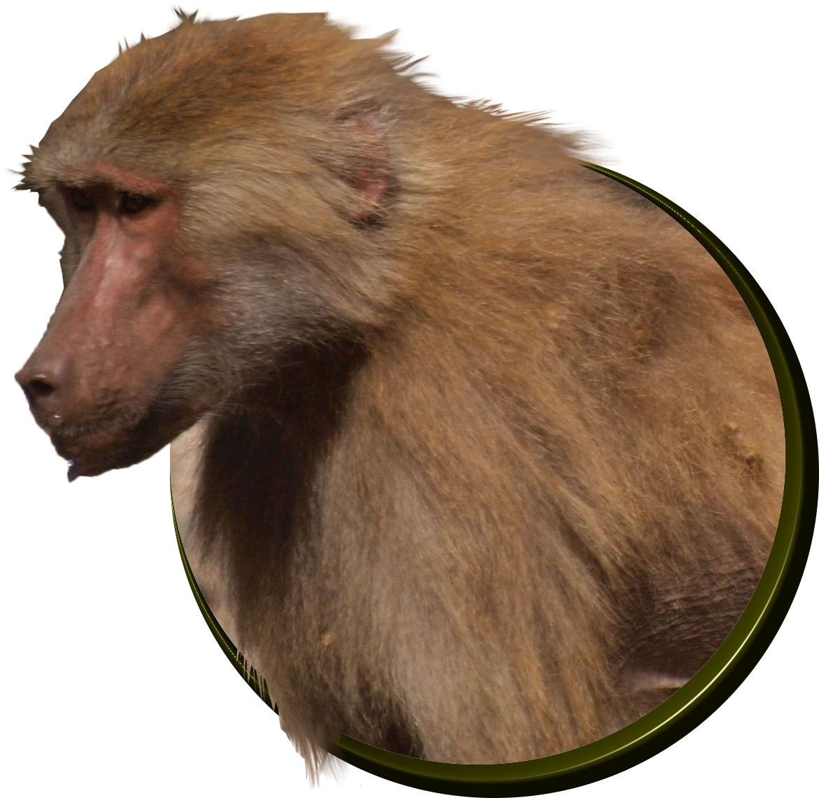 Baboons - Baboon (1200x1200), Png Download