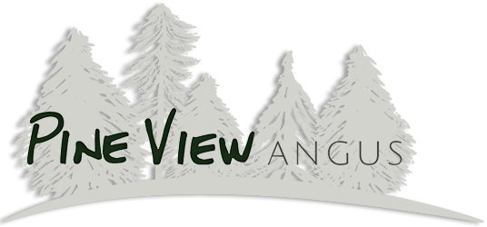 Contact Pine View Angus - Angus Cattle (536x250), Png Download