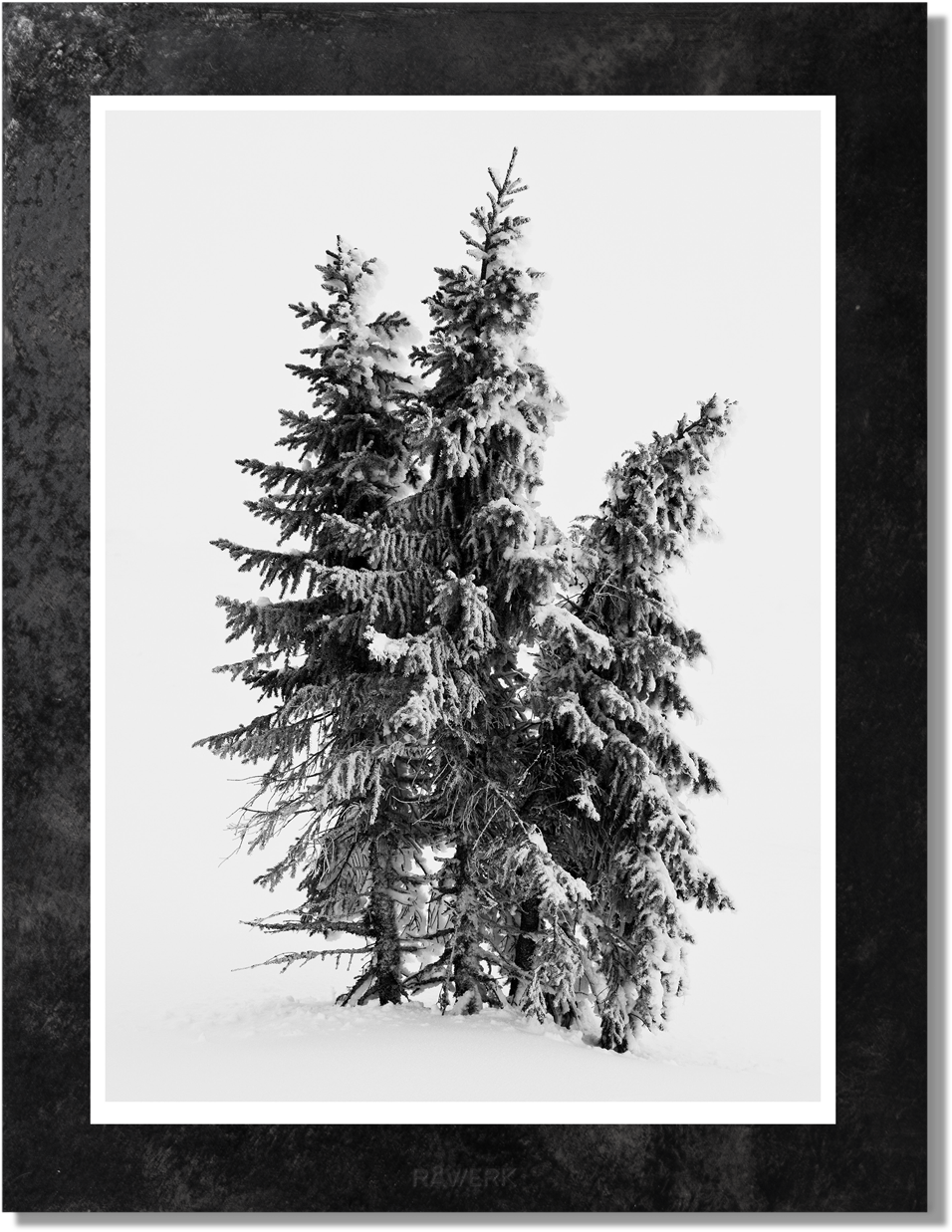Three Pine Trees View - Colorado Spruce (1289x1365), Png Download