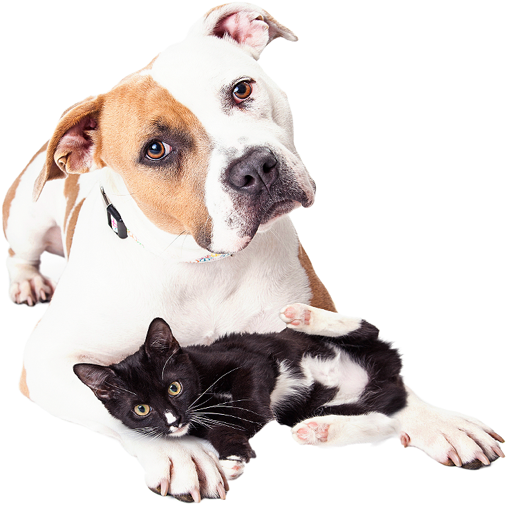 Dog Spay Los Angeles - Veterinary Emergency Group (765x738), Png Download