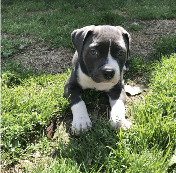Pitbull Forest House - Staffordshire Bull Terrier (1024x576), Png Download