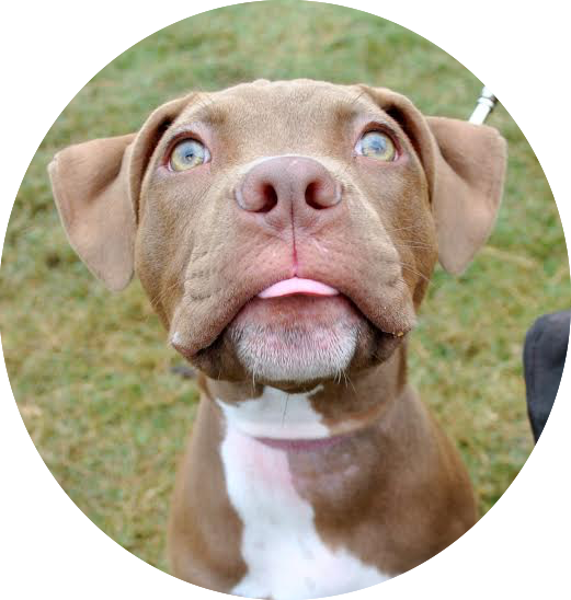 Every Dog Deserves A Good Education And It Starts Here - Vizsla (521x548), Png Download