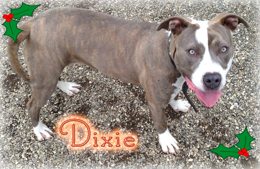 Capa Pet Of The Week - American Pit Bull Terrier (837x545), Png Download