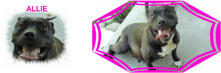 She Has Produced Some Beautiful Puppies For Little - Ancient Dog Breeds (758x252), Png Download